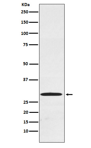 CDX1 Antibody in Western Blot (WB)