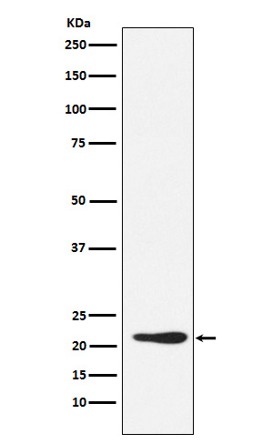 GDF3 Antibody in Western Blot (WB)