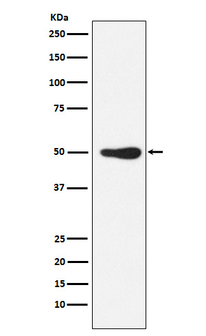 FOXL2 Antibody in Western Blot (WB)