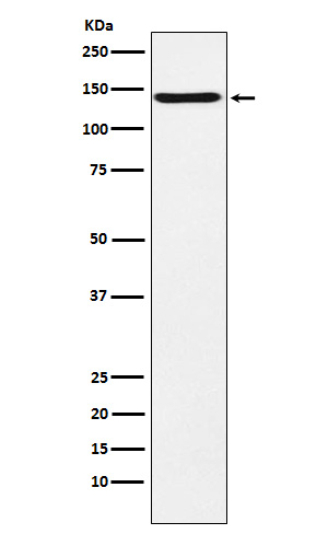 Contactin 2 Antibody in Western Blot (WB)