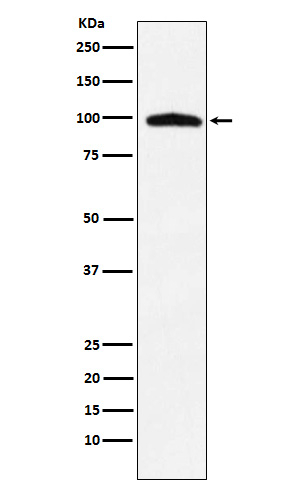 TNPO3 Antibody in Western Blot (WB)