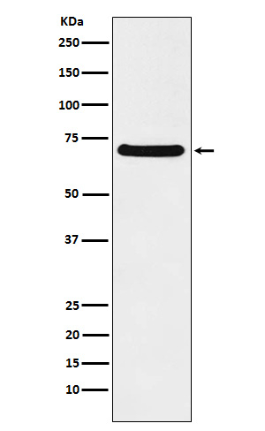 CAF1 p60 Antibody in Western Blot (WB)