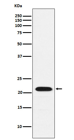 CBF beta Antibody in Western Blot (WB)