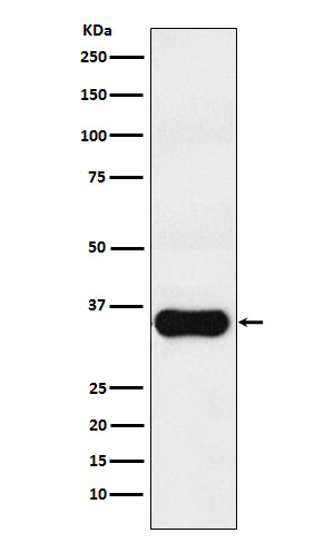 MC1R Antibody in Western Blot (WB)