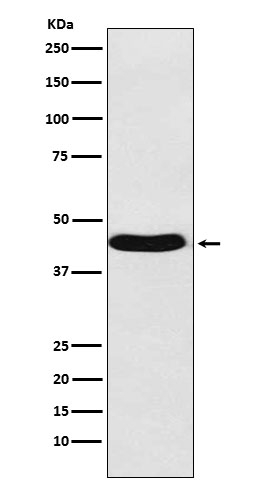 BMP-6 Antibody in Western Blot (WB)