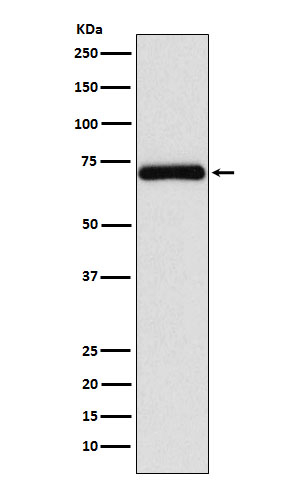 FZD8 Antibody in Western Blot (WB)