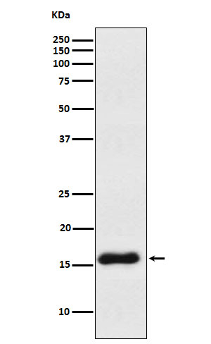 VAMP1 Antibody in Western Blot (WB)