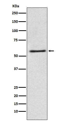 FAAH Antibody in Western Blot (WB)