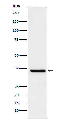 GST Omega 1 Antibody in Western Blot (WB)
