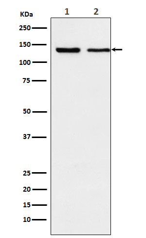XPO5 Antibody in Western Blot (WB)