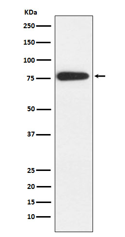 MARK2 Antibody in Western Blot (WB)