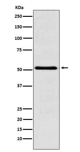 BAF57 Antibody in Western Blot (WB)