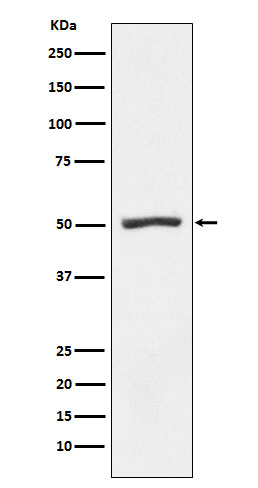 PSMD4 Antibody in Western Blot (WB)