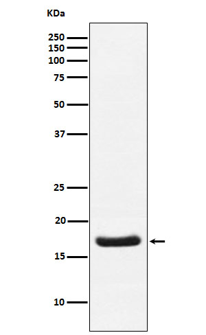 Cardiac Troponin C Antibody in Western Blot (WB)