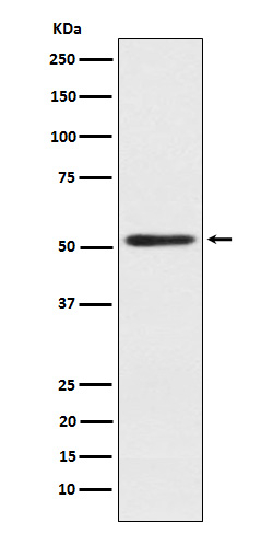 SRP54 Antibody in Western Blot (WB)
