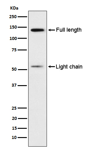 Kininogen 1 Antibody in Western Blot (WB)
