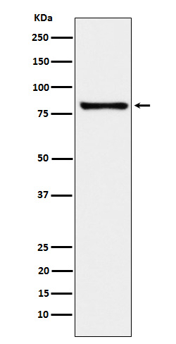 MARK3 Antibody in Western Blot (WB)