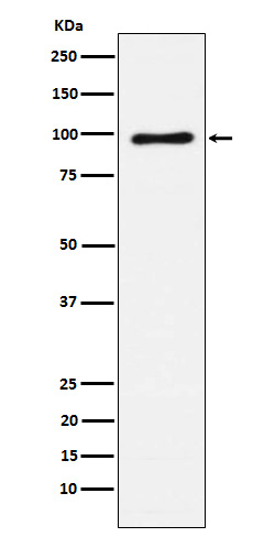 VAV1 Antibody in Western Blot (WB)