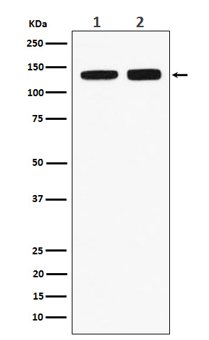 RNF40 Antibody in Western Blot (WB)