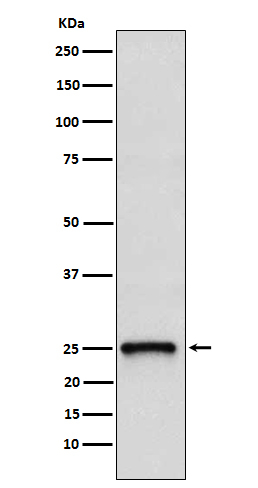 TC10 Antibody in Western Blot (WB)