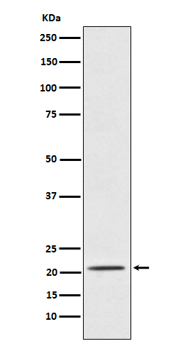 PAEP Antibody in Western Blot (WB)