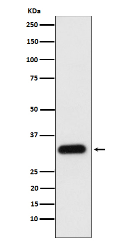 Apolipoprotein F Antibody in Western Blot (WB)