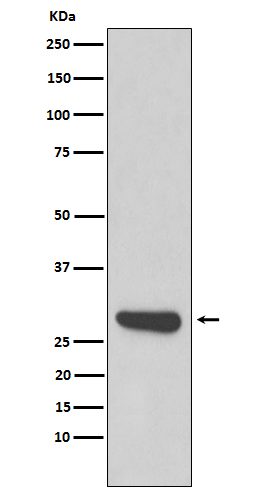 Calpain S1 Antibody in Western Blot (WB)
