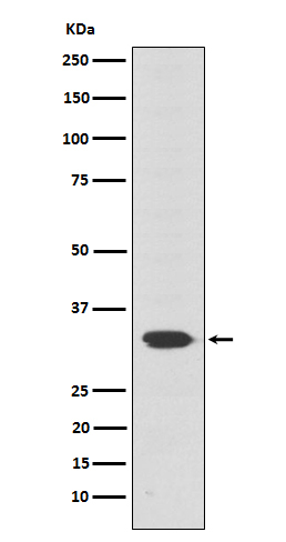 OTX2 Antibody in Western Blot (WB)