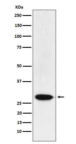 MAD3 Antibody in Western Blot (WB)