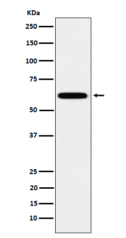 HSF2 Antibody in Western Blot (WB)