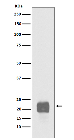 Cripto Antibody in Western Blot (WB)