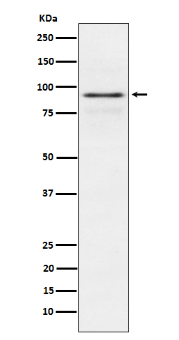 RSK1 Antibody in Western Blot (WB)