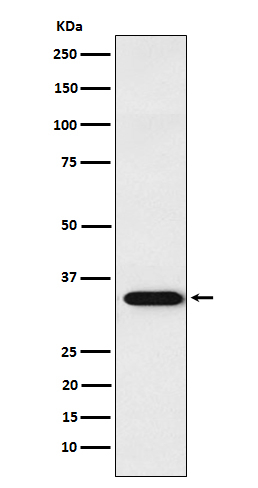 APRIL Antibody in Western Blot (WB)