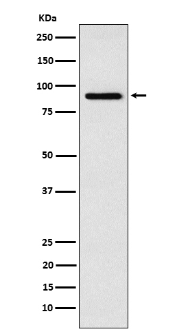 RSK4 Antibody in Western Blot (WB)