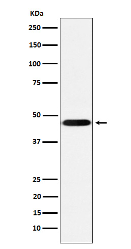 CD16 Antibody in Western Blot (WB)