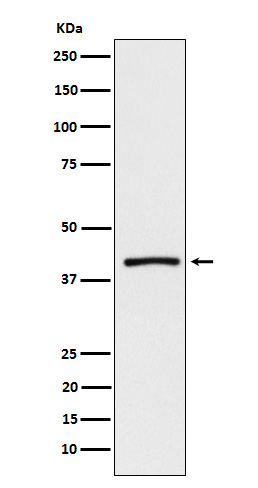 CD298 Antibody in Western Blot (WB)
