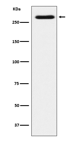 SORL1 Antibody in Western Blot (WB)