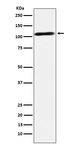 RAPGEF4 Antibody in Western Blot (WB)