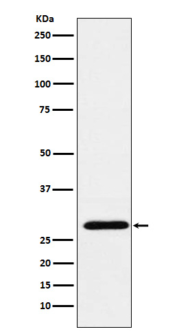 RGS18 Antibody in Western Blot (WB)