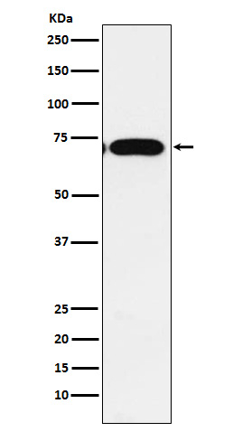 CPEB1 Antibody in Western Blot (WB)