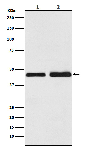 Oxytocin Receptor Antibody in Western Blot (WB)