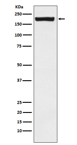 MRC2 Antibody in Western Blot (WB)