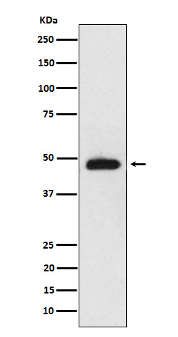 NeuroD2 Antibody in Western Blot (WB)