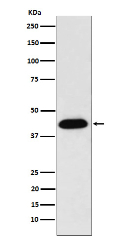 NUDC Antibody in Western Blot (WB)