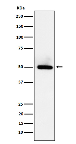 BMP-15 Antibody in Western Blot (WB)