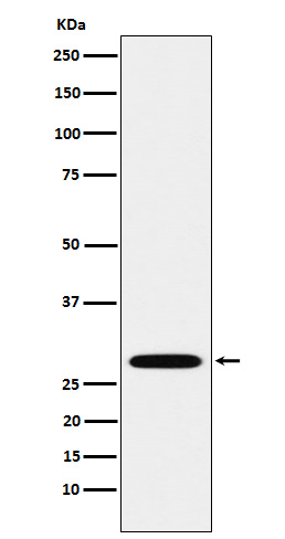 PSMA3 Antibody in Western Blot (WB)