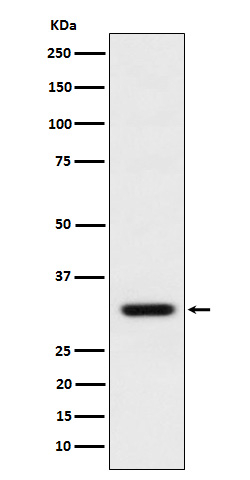 BCL2L12 Antibody in Western Blot (WB)