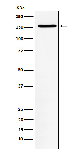 WAPL Antibody in Western Blot (WB)