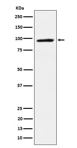 TAB3 Antibody in Western Blot (WB)