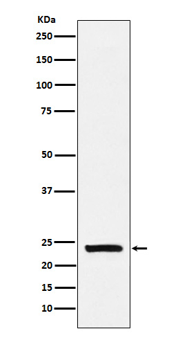 CSN1S1 Antibody in Western Blot (WB)